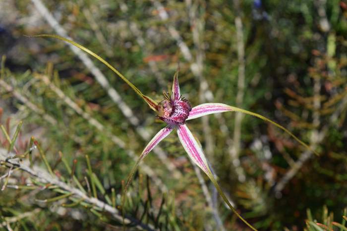 Caladenia - Orchid-Badgingarra-Vern-Westbrook-walk-Sep-2018p0007.JPG